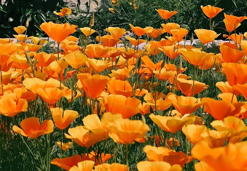 Sagaparken