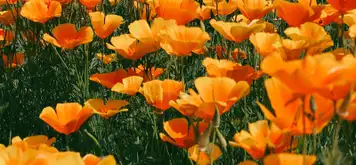 Image related to Sagaparken