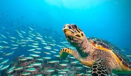 Image related to Hawksbill Bay Antigua Caribbean