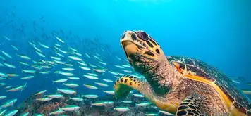 Image related to Hawksbill Bay