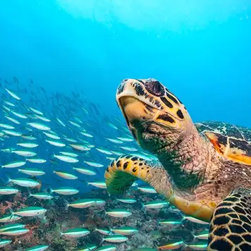 Image related to Hawksbill Bay