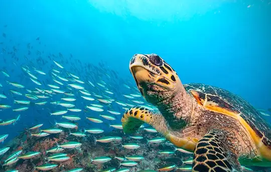 Image related to Hawksbill Bay