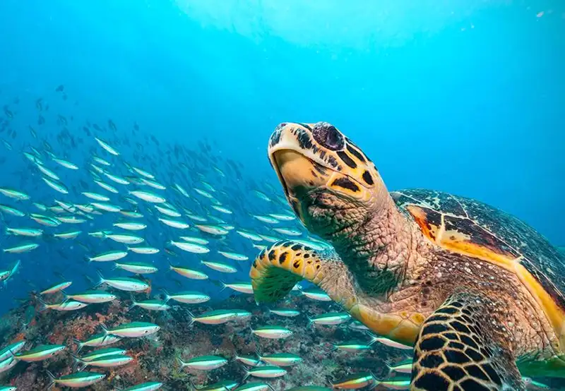 Hawksbill Bay Antigua Caribbean