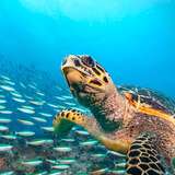 Hawksbill Bay Antigua Caribbean