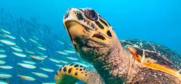 Image related to Hawksbill Bay Antigua Caribbean