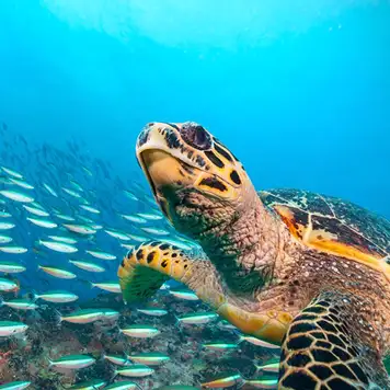 Image related to Hawksbill Bay