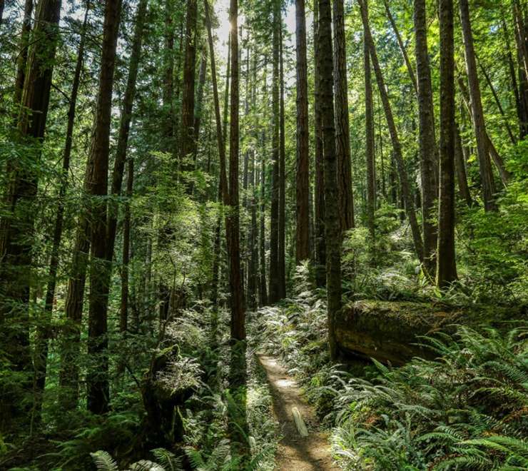 Rainforest E-Bike & Nature Walk