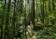 Rainforest E-Bike & Nature Walk