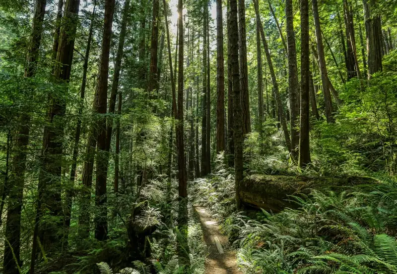 Rainforest E-Bike & Nature Walk