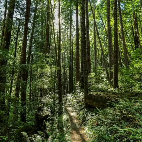 Image related to Rainforest E-Bike & Nature Walk