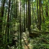 Image related to Rainforest E-Bike & Nature Walk