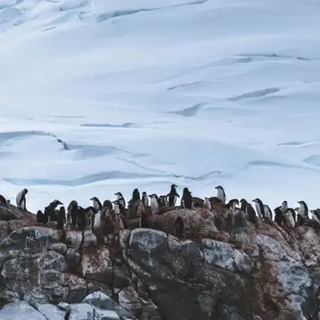 Image related to King George Island