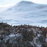 Image related to King George Island