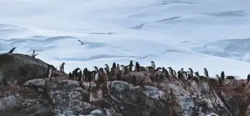 Image related to King George Island