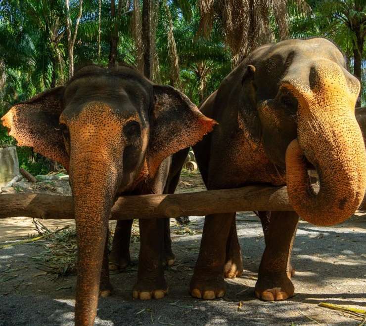 Krabi Elephant Shelter