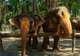 Krabi Elephant Shelter