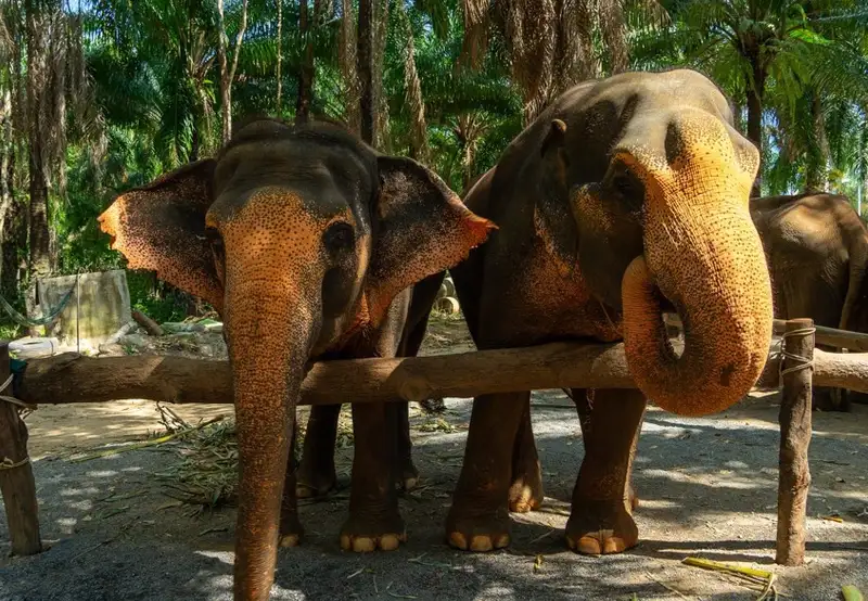 Krabi Elephant Shelter