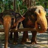 Image related to Krabi Elephant Shelter