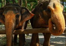 IgluCruise.Application.ViewModels.Shared.WebImageViewModel?.Description