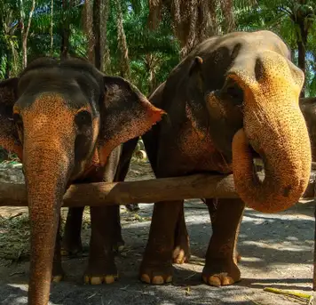 Image related to Krabi Elephant Shelter