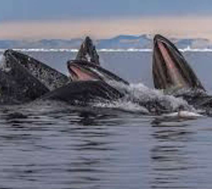Whale Watching in Disko Bay