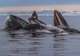 Whale Watching in Disko Bay