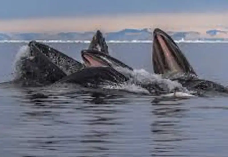 Whale Watching in Disko Bay
