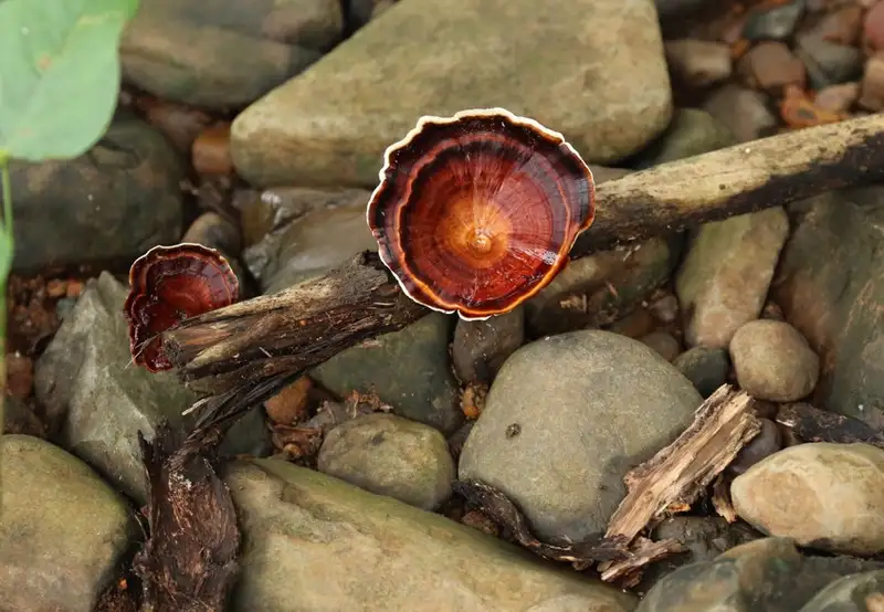 Image related to National Park