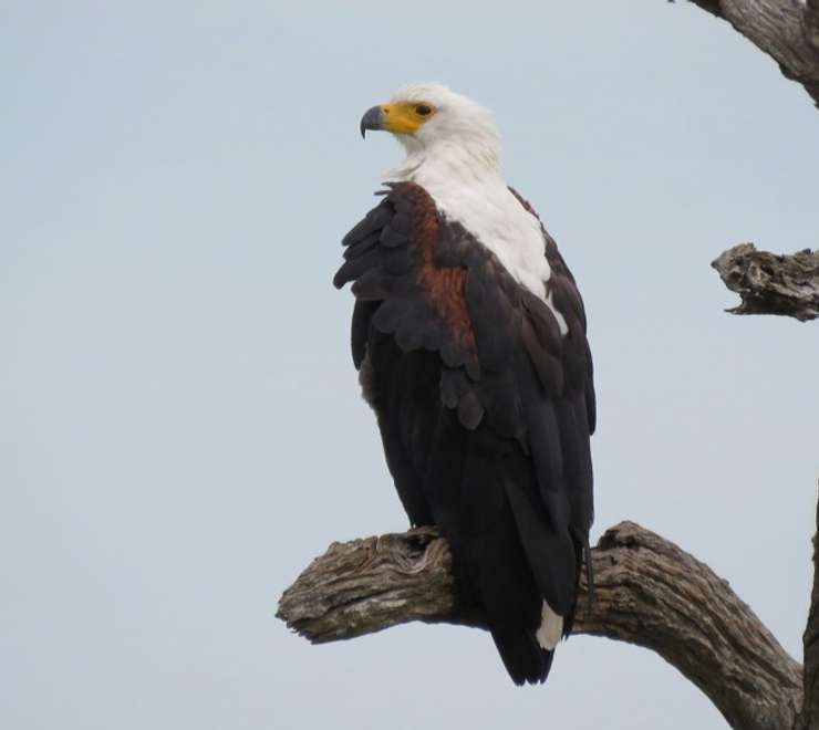 African Fish Eagle