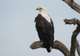 African Fish Eagle