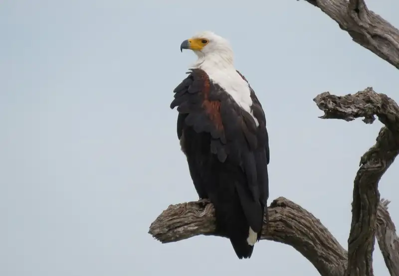 African Fish Eagle
