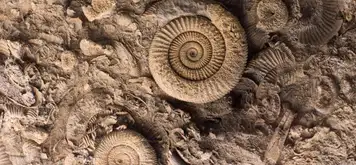 Image related to The Archaeological Museum of Kefalonia