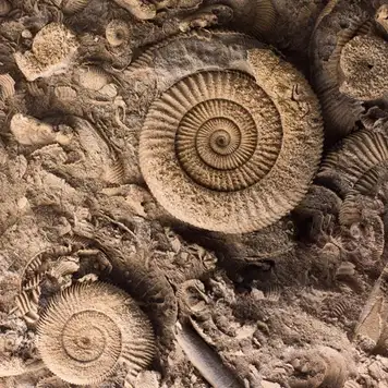 Image related to The Archaeological Museum of Kefalonia