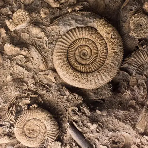 Image related to The Archaeological Museum of Kefalonia