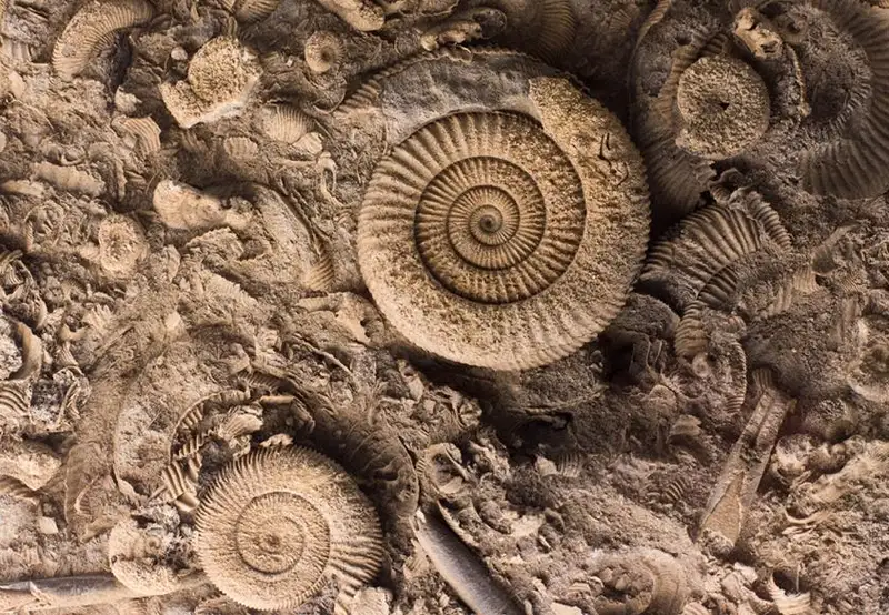 The Archaeological Museum of Kefalonia