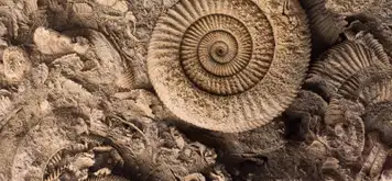 Image related to The Archaeological Museum of Kefalonia