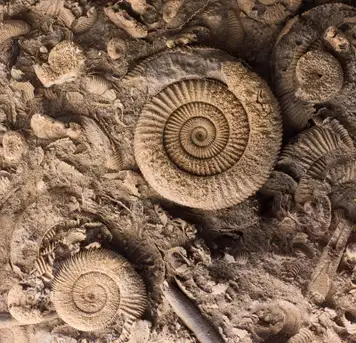 Image related to The Archaeological Museum of Kefalonia