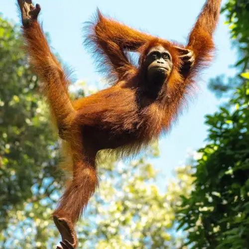 Image related to Sepilok Orangutan Sanctuary