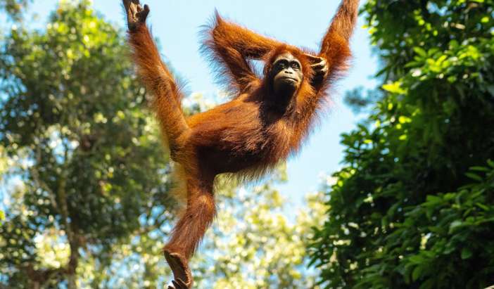 Sepilok Orangutan Sanctuary