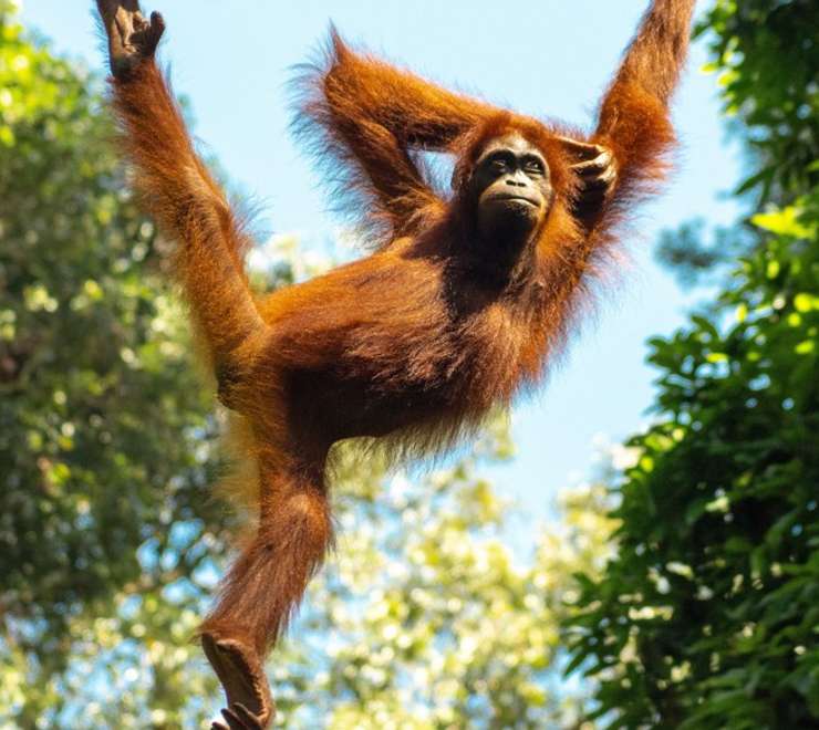 Sepilok Orangutan Sanctuary