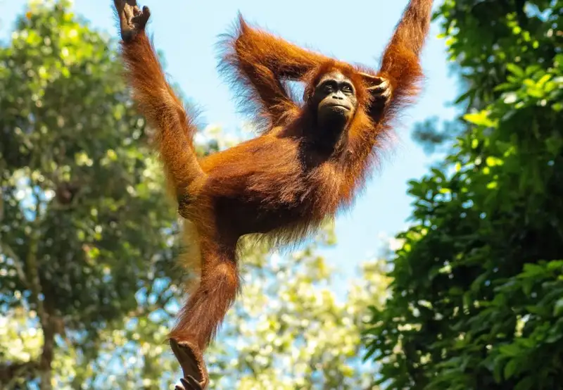 Sepilok Orangutan Sanctuary