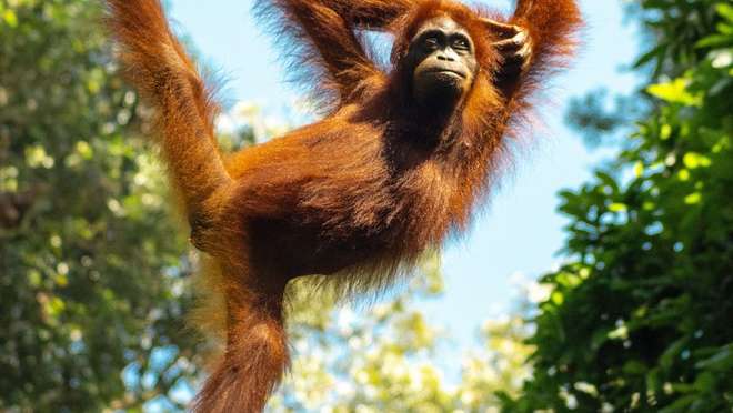 Visit Sepilok Orangutan Rehabilitation Centre