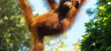 Image related to Sepilok Orangutan Sanctuary