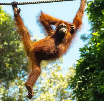 Image related to Sepilok Orangutan Sanctuary
