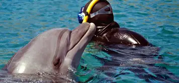 Image related to Snorkeling with Dolphins