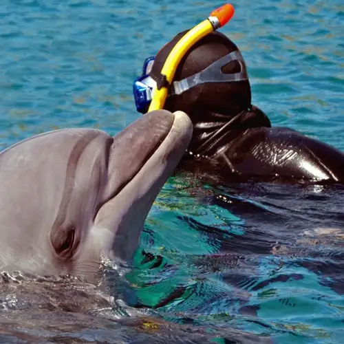 Image related to Snorkeling with Dolphins