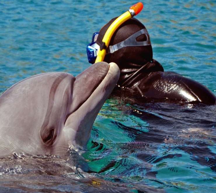 Snorkeling with Dolphins