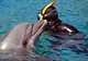Snorkeling with Dolphins