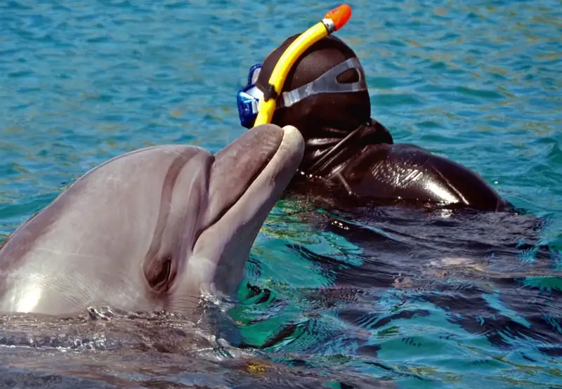 Snorkeling with Dolphins