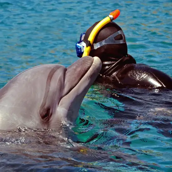 Image related to Snorkeling with Dolphins